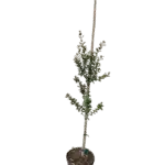 Simpson’s stopper, Twinberry (Tree) - Myrcianthes fragrans Image