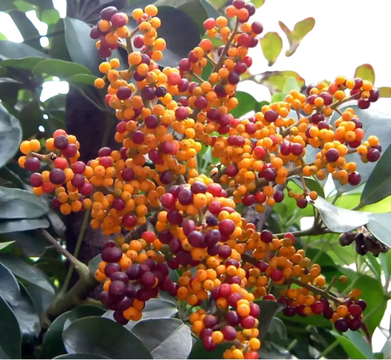 Photoroom_20250904_100703