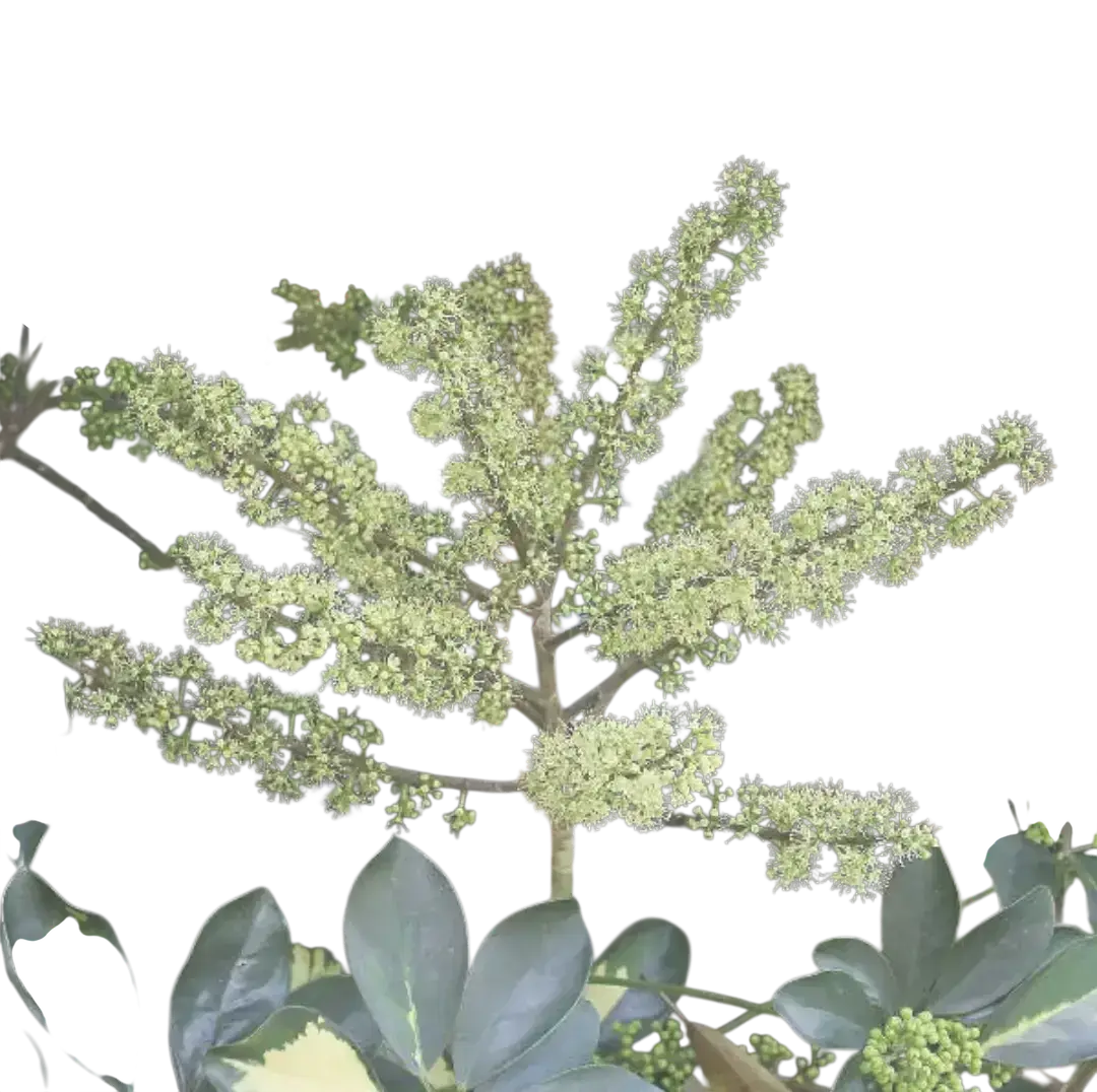 Photoroom_20250904_100738