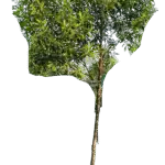 Willow-bustic, White bully - Sideroxylon salicifolium Willow-bustic, White bully - Sideroxylon salicifolium Image