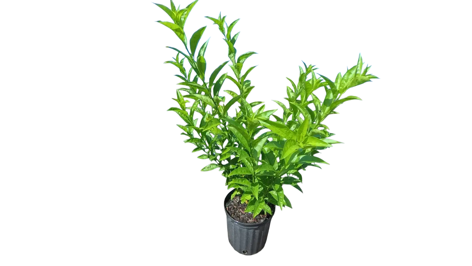 Photoroom_20250930_193808