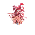 Copperleaf - Acalypha wilkesiana Copperleaf - Acalypha wilkesiana Image