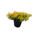Gold Mound - Duranta erecta 'Gold Mound' Gold Mound - Duranta erecta 'Gold Mound' Image