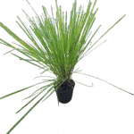 Lemon Grass - Cymbopogon citratus Lemon Grass - Cymbopogon citratus Image