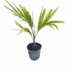 Bottle Palm - Hyophorbe lagenicaulis Bottle Palm - Hyophorbe lagenicaulis Image