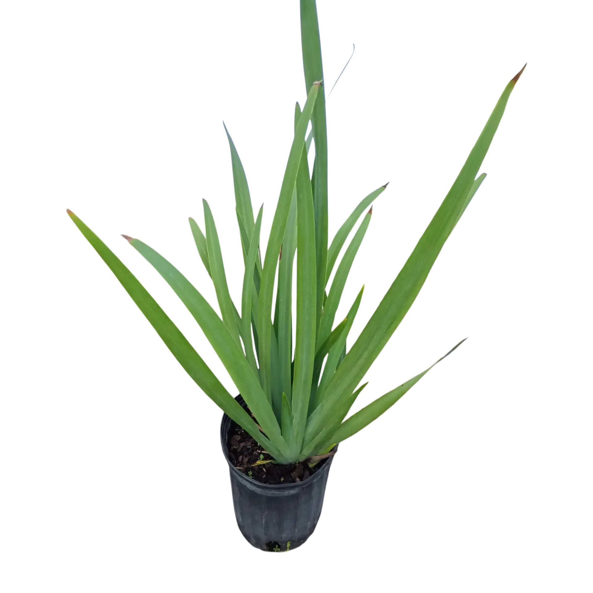 Photoroom_20251215_154604