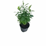 Cinnamon bark, Pepper cinnamon - Canella winterana Cinnamon bark, Pepper cinnamon - Canella winterana Image