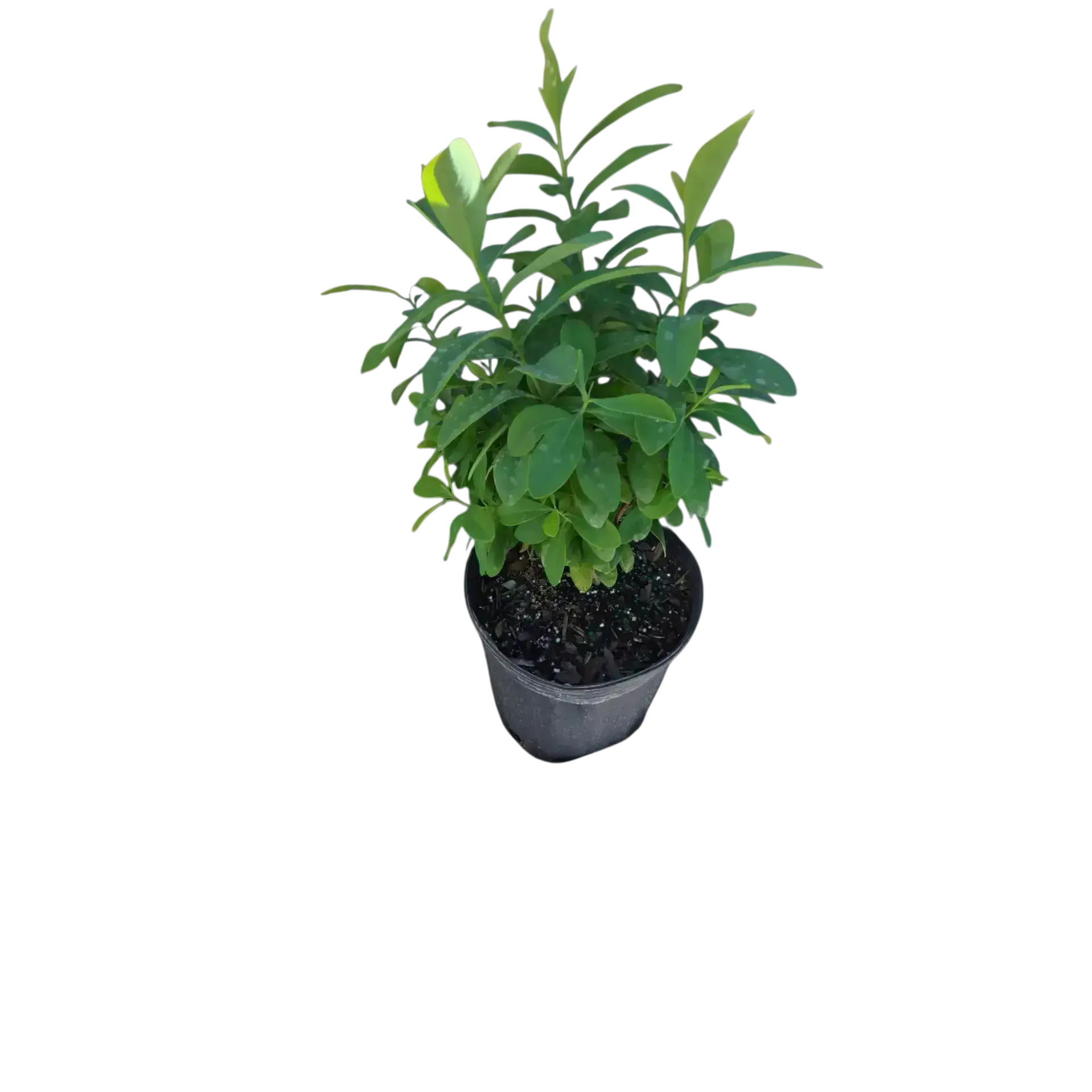 Photoroom_20260105_214300