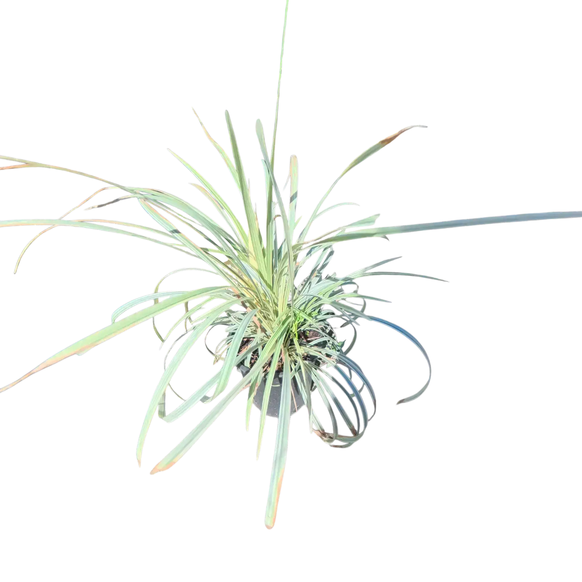 Photoroom_20260122_104957