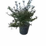 Small viburnum, Walter’s viburnum - Viburnum obovatum Small viburnum, Walter’s viburnum - Viburnum obovatum Image