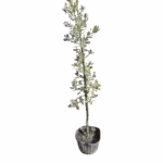 Silver Buttonwood (Tree) - Conocarpus erectus 'Sericeus' Silver Buttonwood (Tree) - Conocarpus erectus 'Sericeus' Image