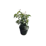 White Stopper - Eugenia axillaris White Stopper - Eugenia axillaris Image