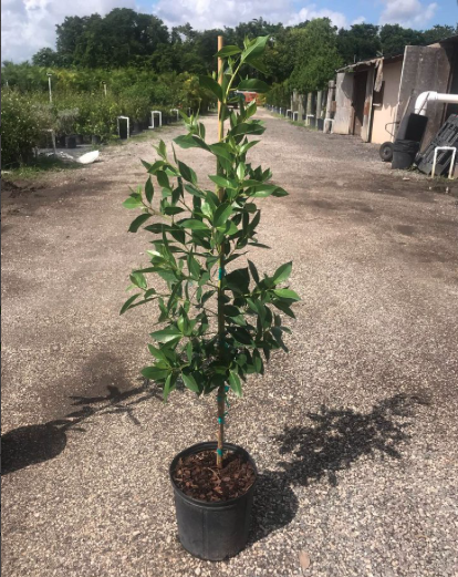 Green Buttonwood (Tree) - Conocarpus erectus