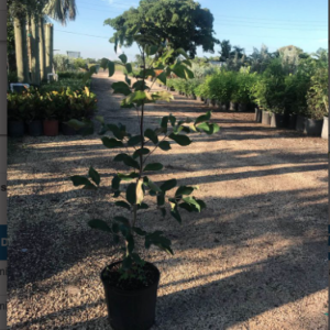 Bursera simaruba Plant