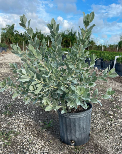 Silver Buttonwood plant