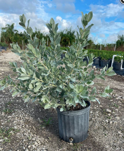 Silver Buttonwood plant