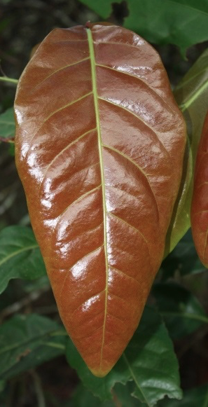 Coccoloba diversifolia plant