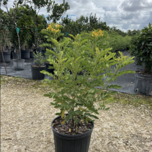 Bahama senna plant