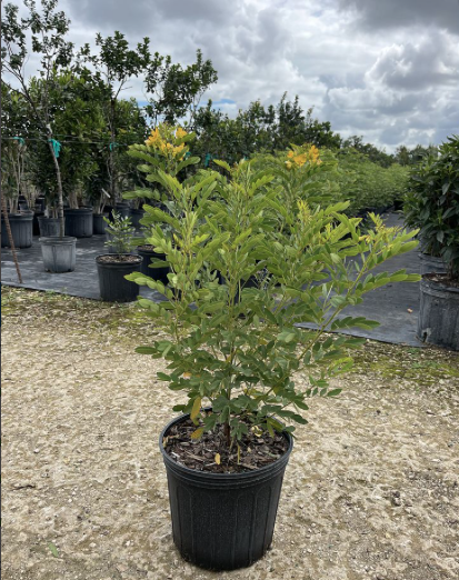 Bahama senna plant