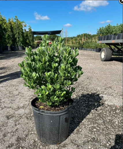 Hammock groundsel, Broombush Falsewillow – Baccharis dioica - Smarty ...