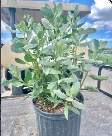 Oxeye Daisy Plants For Sale