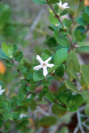 White Indigoberry – Randia aculeata - Smarty Plants Nursery