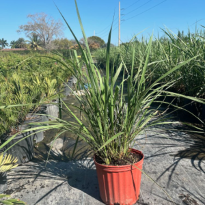 Eastern Gamagrass