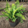 Fern
