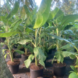 Musa acuminata plant