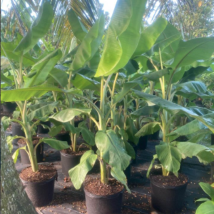 Musa acuminata plant