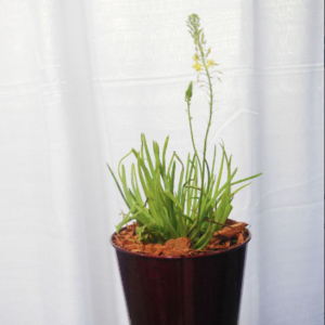 Bulbine - Bulbine frutescens