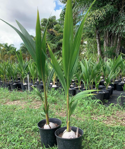 Coconut Palm – Cocos nucifera ‘Green Malayan’ - Smarty Plants Nursery