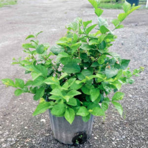 Arabian Jasmine, Sambac Jasmine