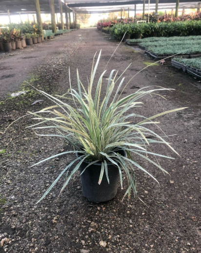 Lilyturf Plant