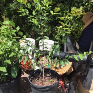 Black Ironwood - Krugiodendron ferreum