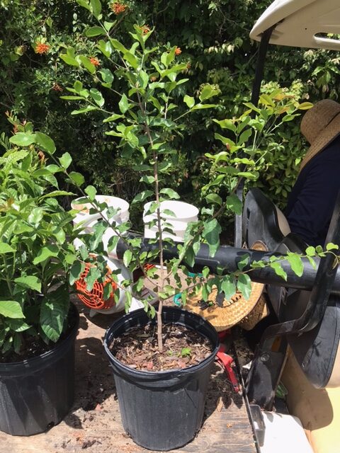 Black Ironwood - Krugiodendron ferreum