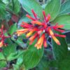 Butterfly Plants | Pollinator Plants