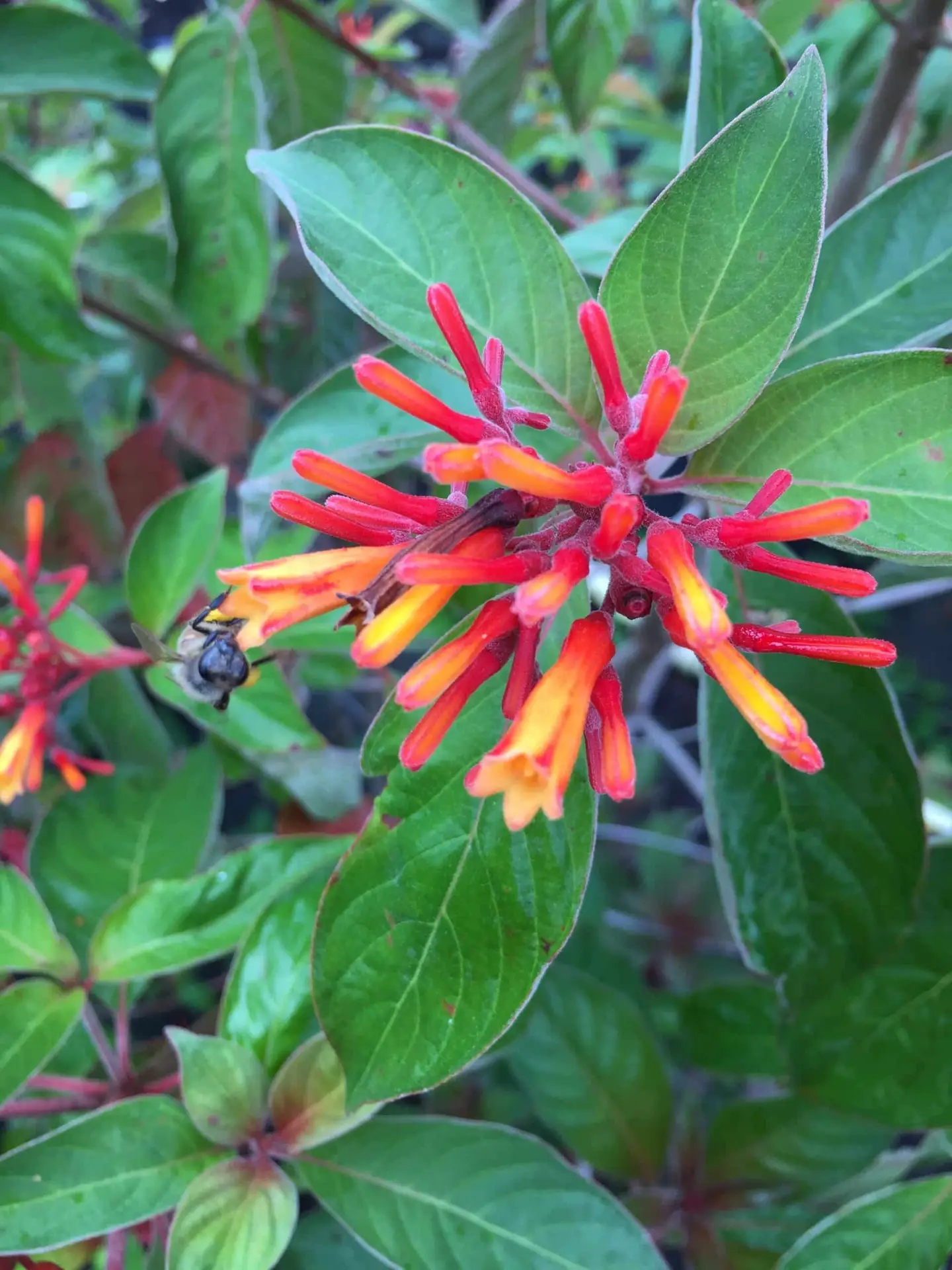 Butterfly Plants | Pollinator Plants