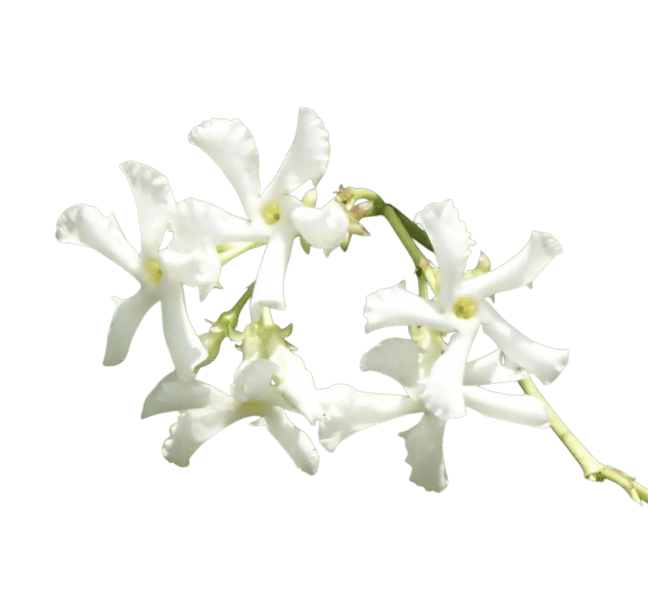 Photoroom_20250714_144537