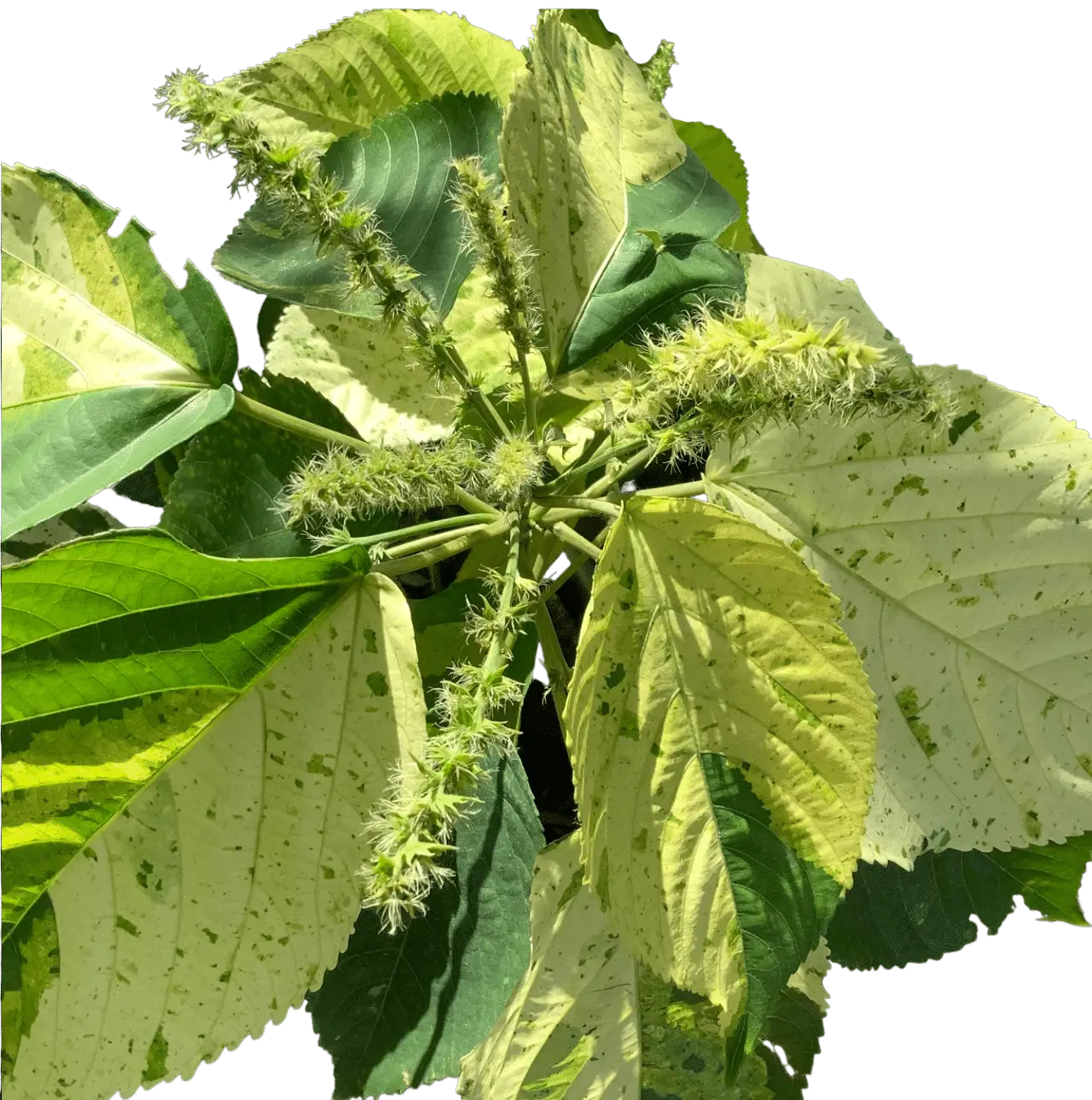 Photoroom_20250715_104508