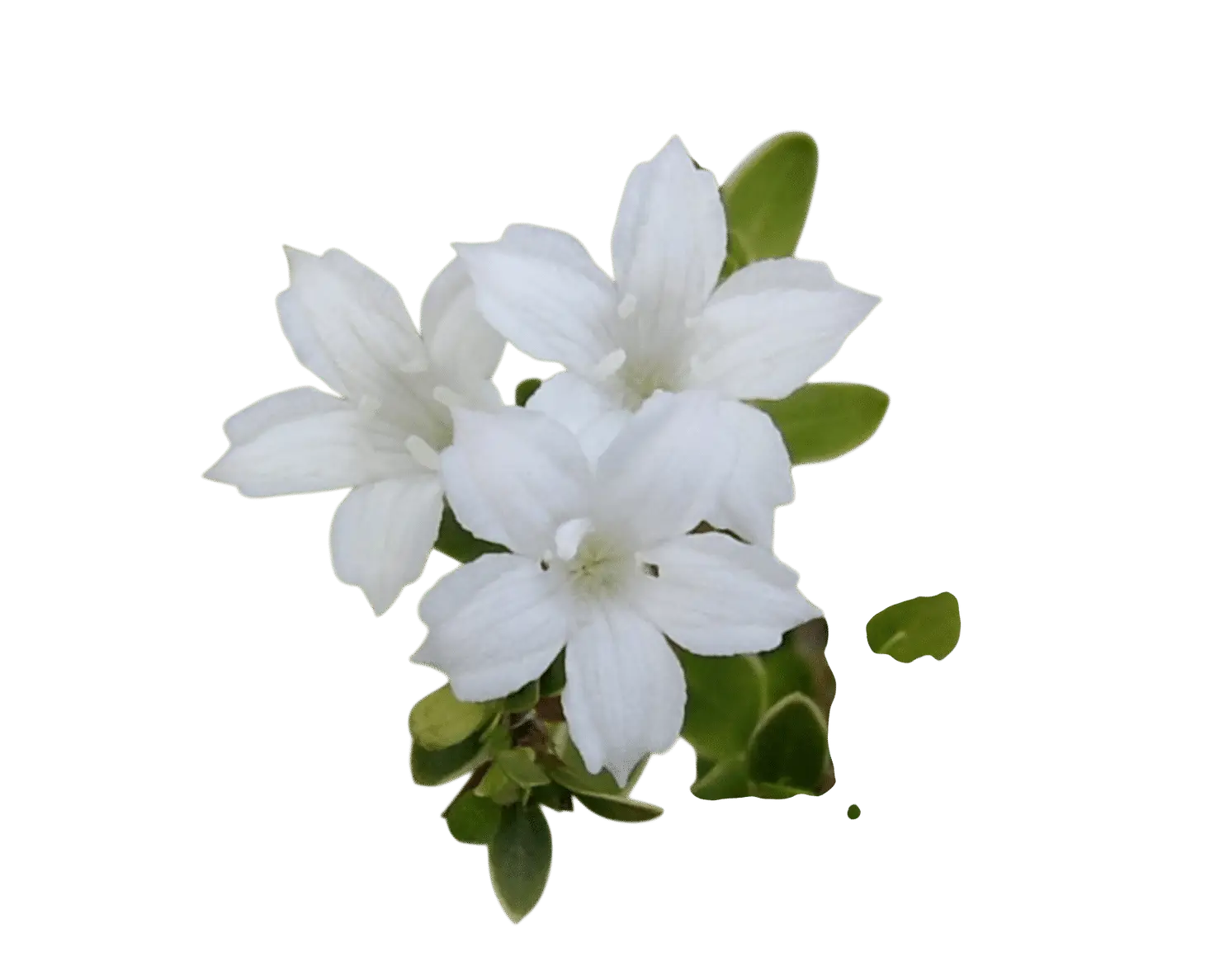 Photoroom_20250715_113058