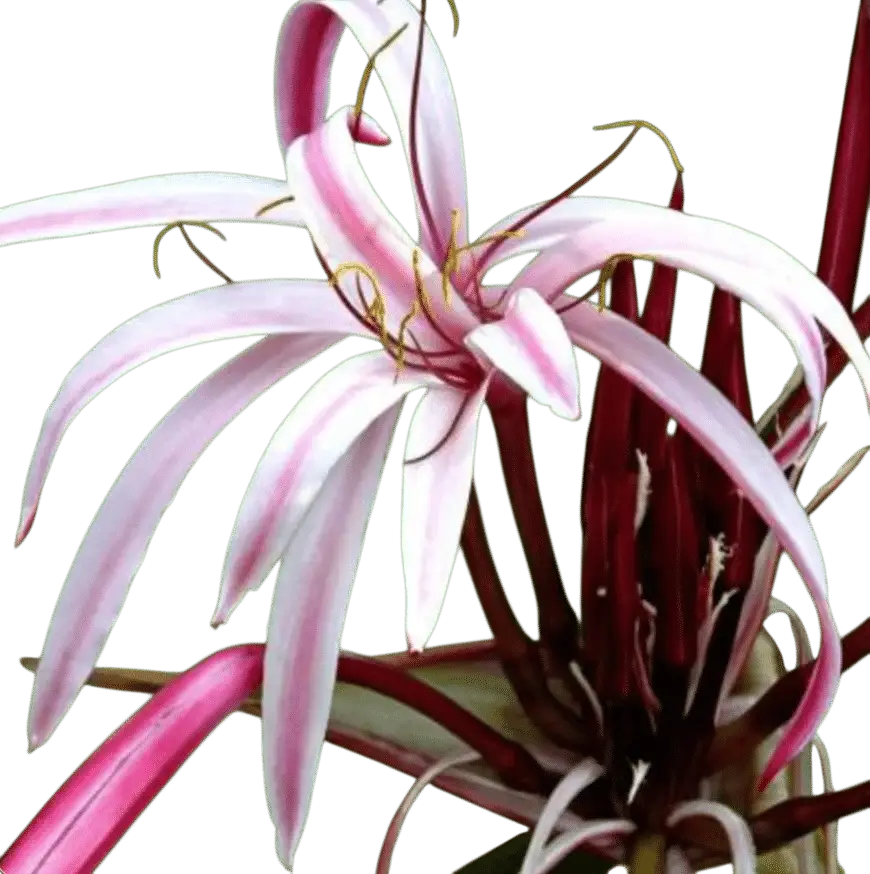 Photoroom_20250717_095634