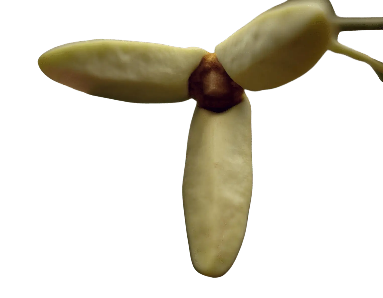 Photoroom_20250718_102721