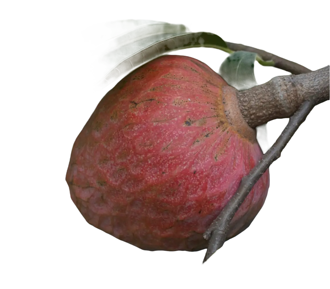 Photoroom_20250718_102807