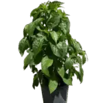 Purple Firespike - Odontonema callistachyum Image