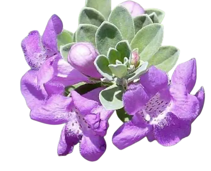 Photoroom_20250903_122317