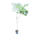 Horseradish Tree - Moringa oleifera Horseradish Tree - Moringa oleifera Image
