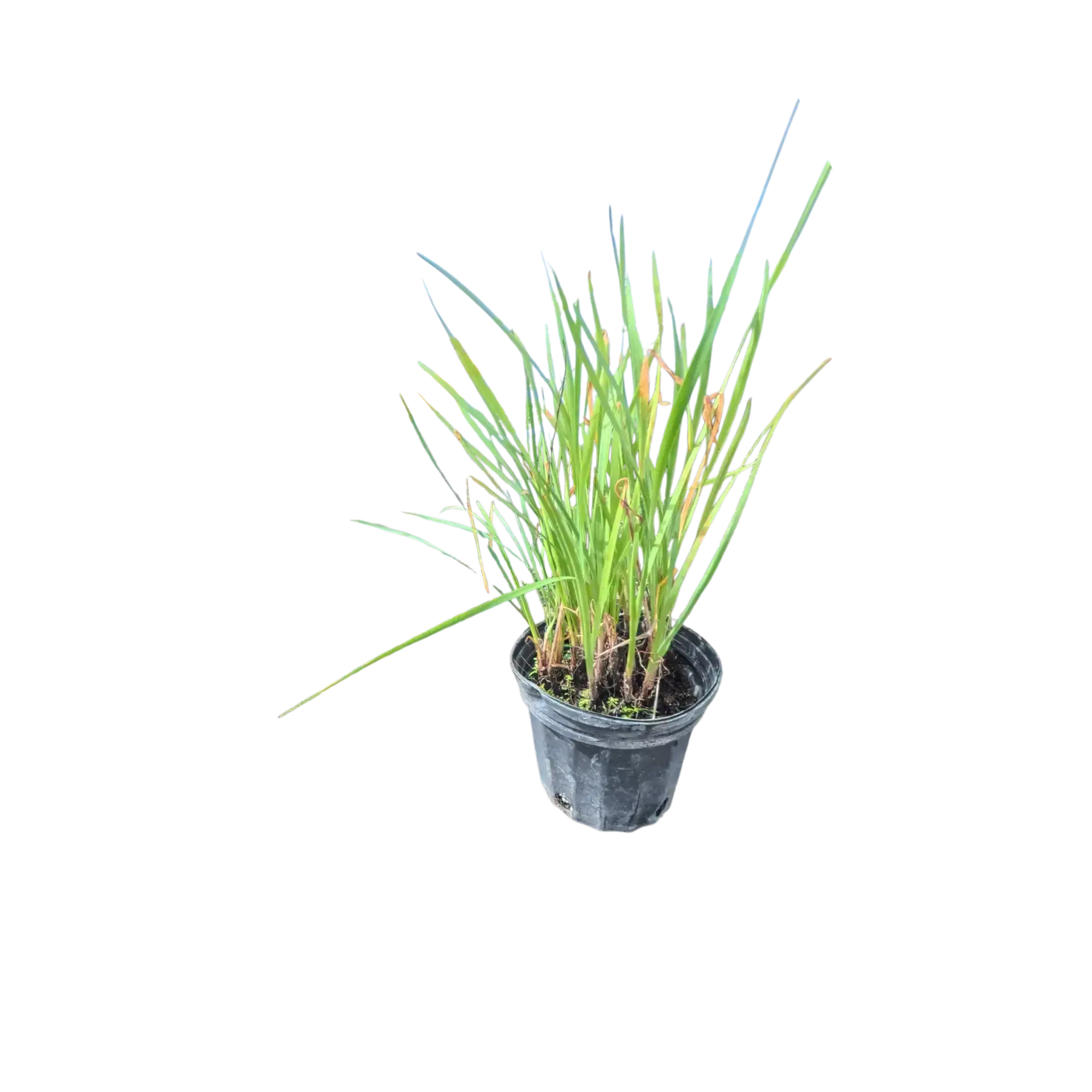 Photoroom_20250922_192416