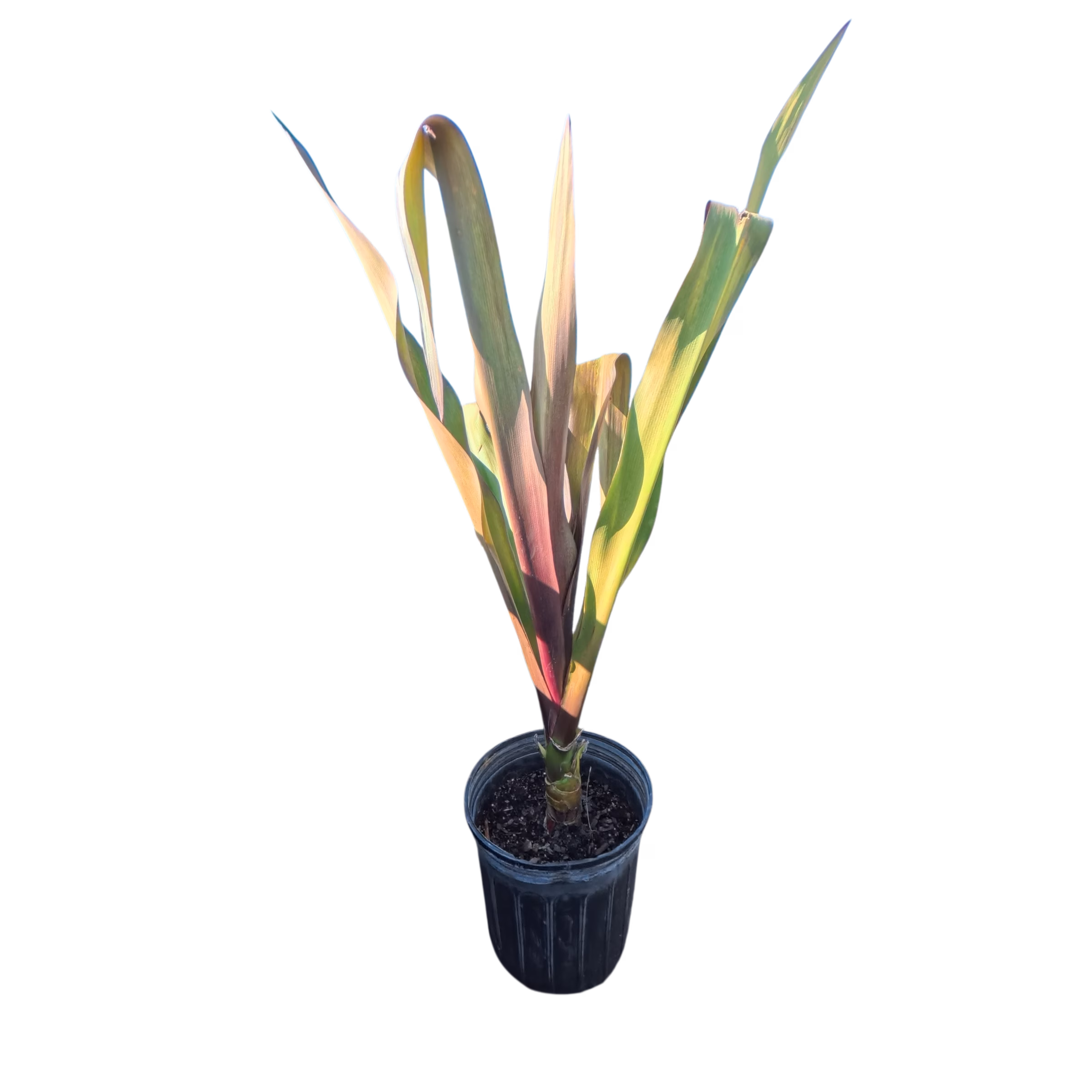 Photoroom_20251002_140931