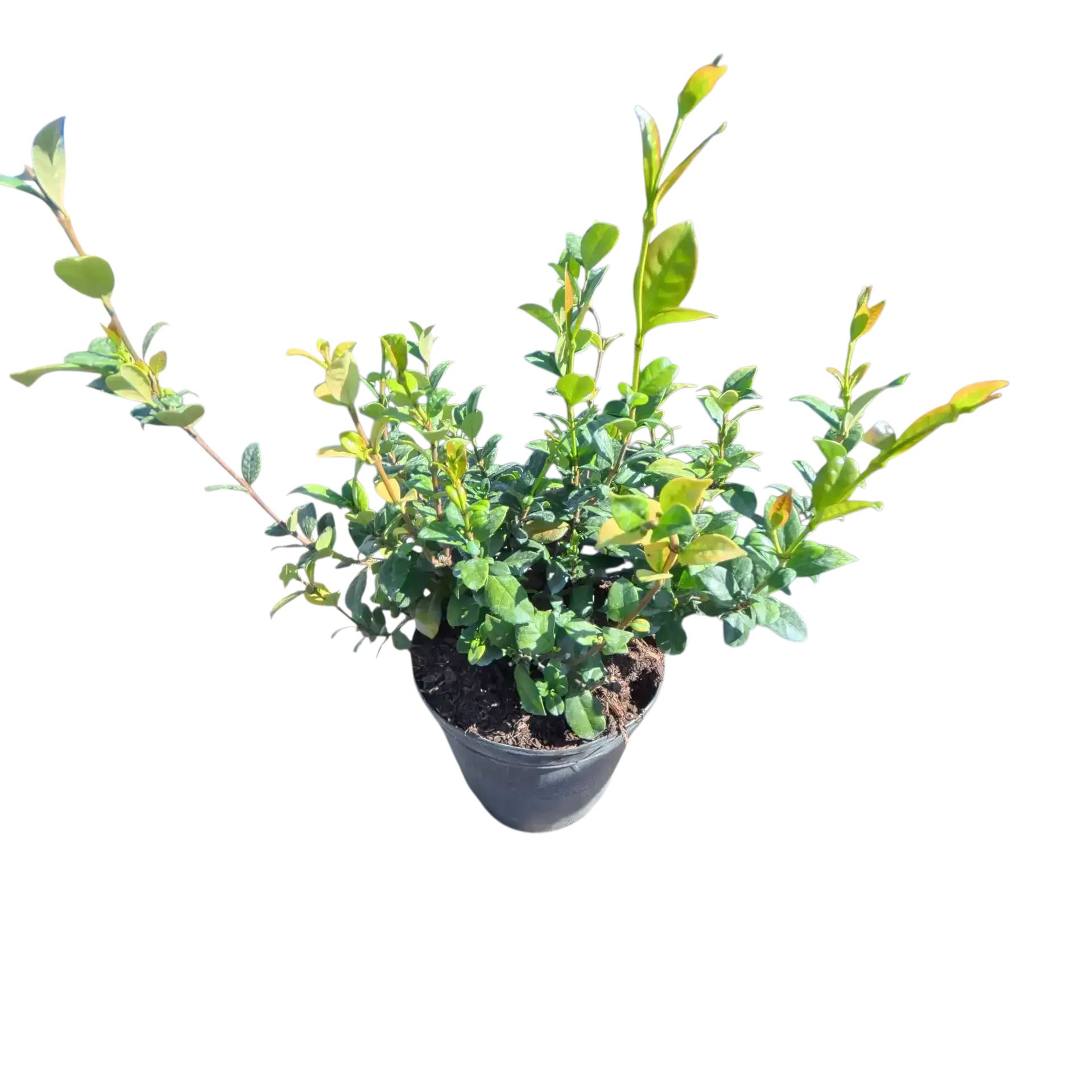 Photoroom_20260122_105102